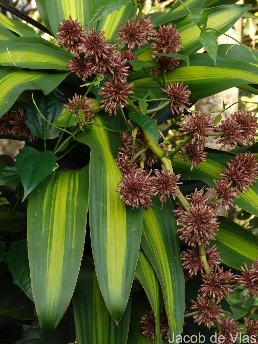 Dracaena fragrans (L.) Ker Gawl.